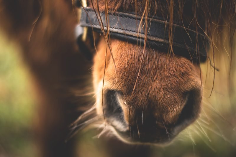 How Competitive Horseback Riding Prepared this College Junior For Project Management | Job and Internship Advice, Companies to Work for and More #Competitive #Horseback #Riding #Prepared #College #Junior #Project #Management #Job #Internship #Advice #Companies #Work